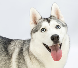 Obraz premium Siberian Husky