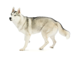 Siberian Husky