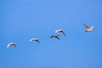 餌場へ向かうハクチョウの家族