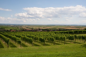 Fototapeta na wymiar Vineyards near village Mitterretzbach in Lower Austria