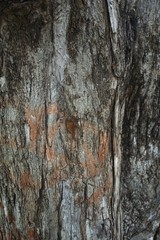 Old tree bark as the background texture