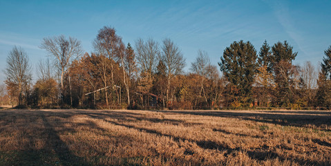 Field of yellow grass with autumn trees under blue sky.