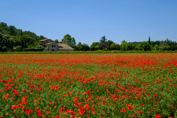 Champ de coquelicots au printemps. Luberon, Provence, France.