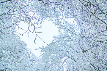 White winter. Trees covered with white snow. Natural background.