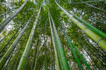 Arashiyama bamboo forest, Kyoto, Japan