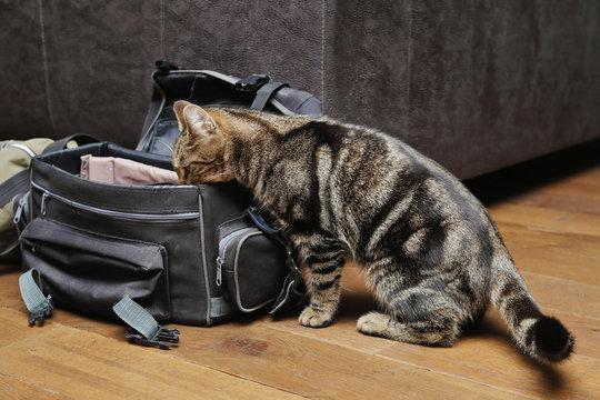 jeune chat tigré dans sac photo de photographe