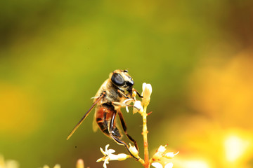 A bee is on the flower