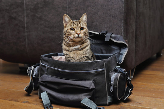 jeune chat tigré dans sac photo de photographe