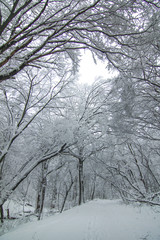 Fototapeta na wymiar White winter. Trees covered with white snow. Natural background.