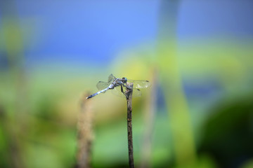 A dragonfly, close-up