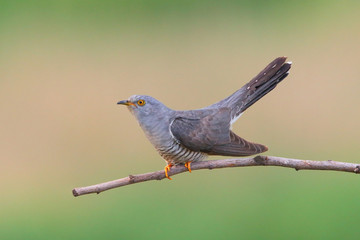 Cuckoo (Cuculus canorus) in natural habitat