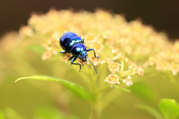 Chrysochus chinensis,  close-up