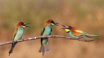 European bee-eater (Merops Apiaster) in natural habitat