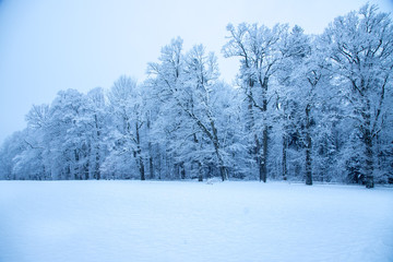 Wiese und verschneiter Wald im Winter
