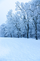 Wiese und verschneiter Wald im Winter