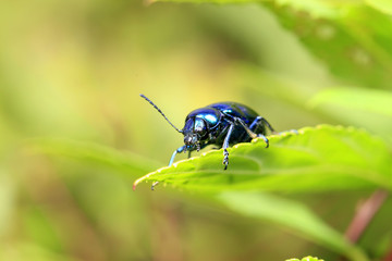 Chrysochus chinensis,  close-up