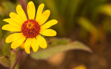 Rudbeckia fulgida 'Goldstrum' orange coneflower in full bloom