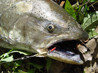 Great fishing trophy: chinook (king salmon)