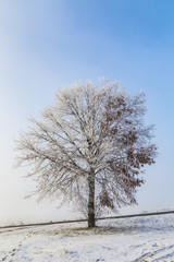 frozen birch tree in winter landscape