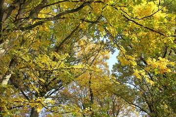 Autumn colors woven with leaves
