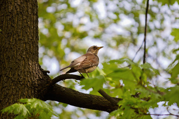 Thrush on a tree branch among foliage closeup