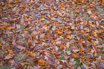 The ground is strewn with oak leaves