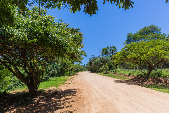 Rural Dirt Road Tropical
