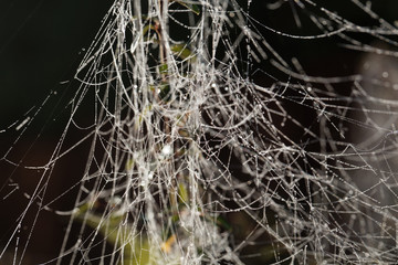 Spider webs with dew drops