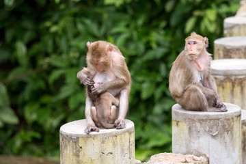 Three monkey with mom feeding milk to their child and sitting on the concrete pole