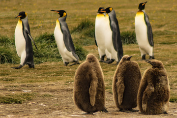 Penguin King Park, Strait of Magellan, Chilean Patagonia..
