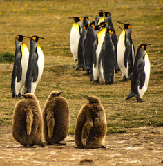 Penguin King Park, Strait of Magellan, Chilean Patagonia.
