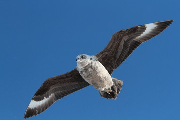 South polar Skua in Antarctica