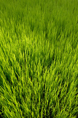 Rice Seedlings