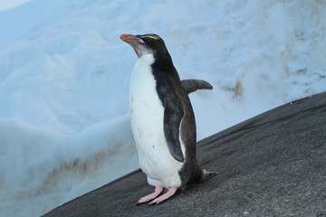 Macaroni penguin(eudiptes is chrysolophus),sea Davis