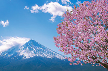 Fototapeta premium Góra Fuji i kwitnące wiśnie wiosną, Japonia.