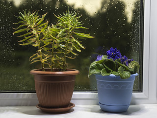 The blue violet and kalanchoe are on the white windowsill.