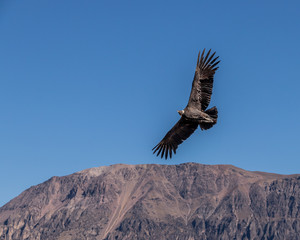 Condor des Andes