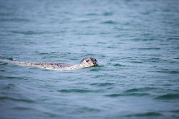 Fototapeta premium Wild seal in waters of the Sea of Japan