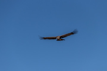 Condor des Andes