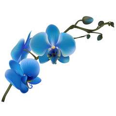 Fototapeta na wymiar Orchid. Tropical flowers. Floral vector background. Blue. Border.