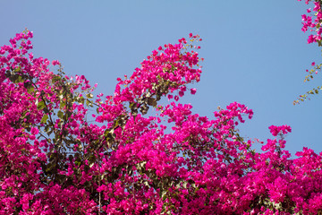Pink bougainvillea flowers against the blue sky. - 185119719