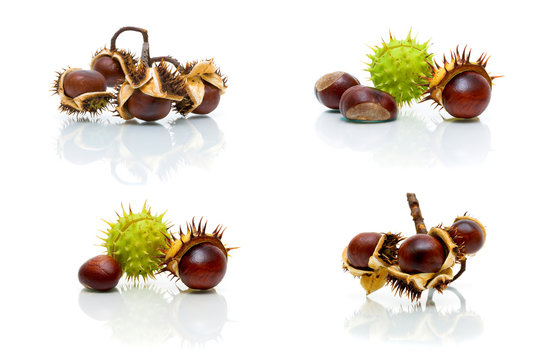 fruit of chestnut isolated on white background