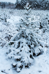 Fluffy snow-covered tree in winter. Beautiful landscape