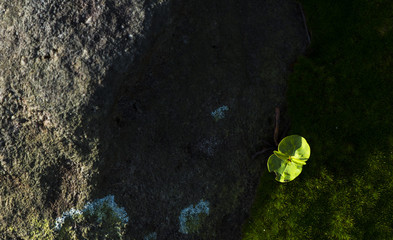 part of tropical forest in Asia