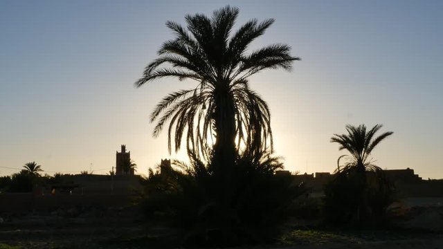 Silhouette palm trees and old village in the desert of Morocco