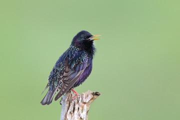 European Starling ( Sturnus vulgaris )