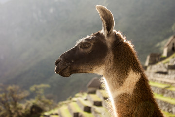 Llama in Machu Picchu, Cuzco, Peru