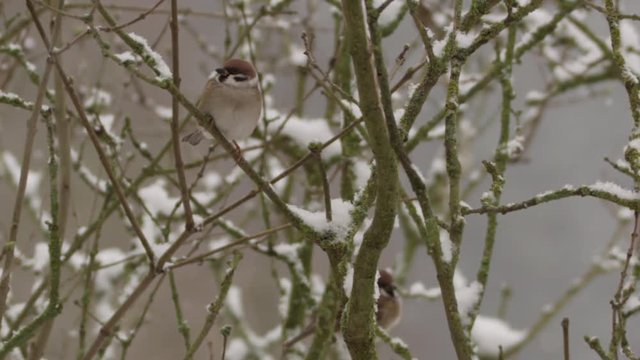field sparrow in winter - 5k red epic footage