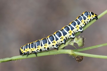 Beautiful lettuce shark moth caterpillar, Cucullia lactucae