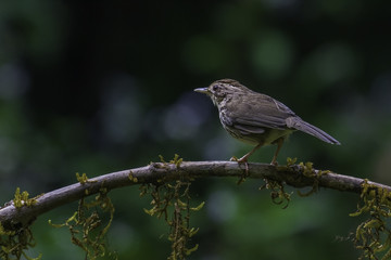 Puff Throated Babbler perched on a tree branch